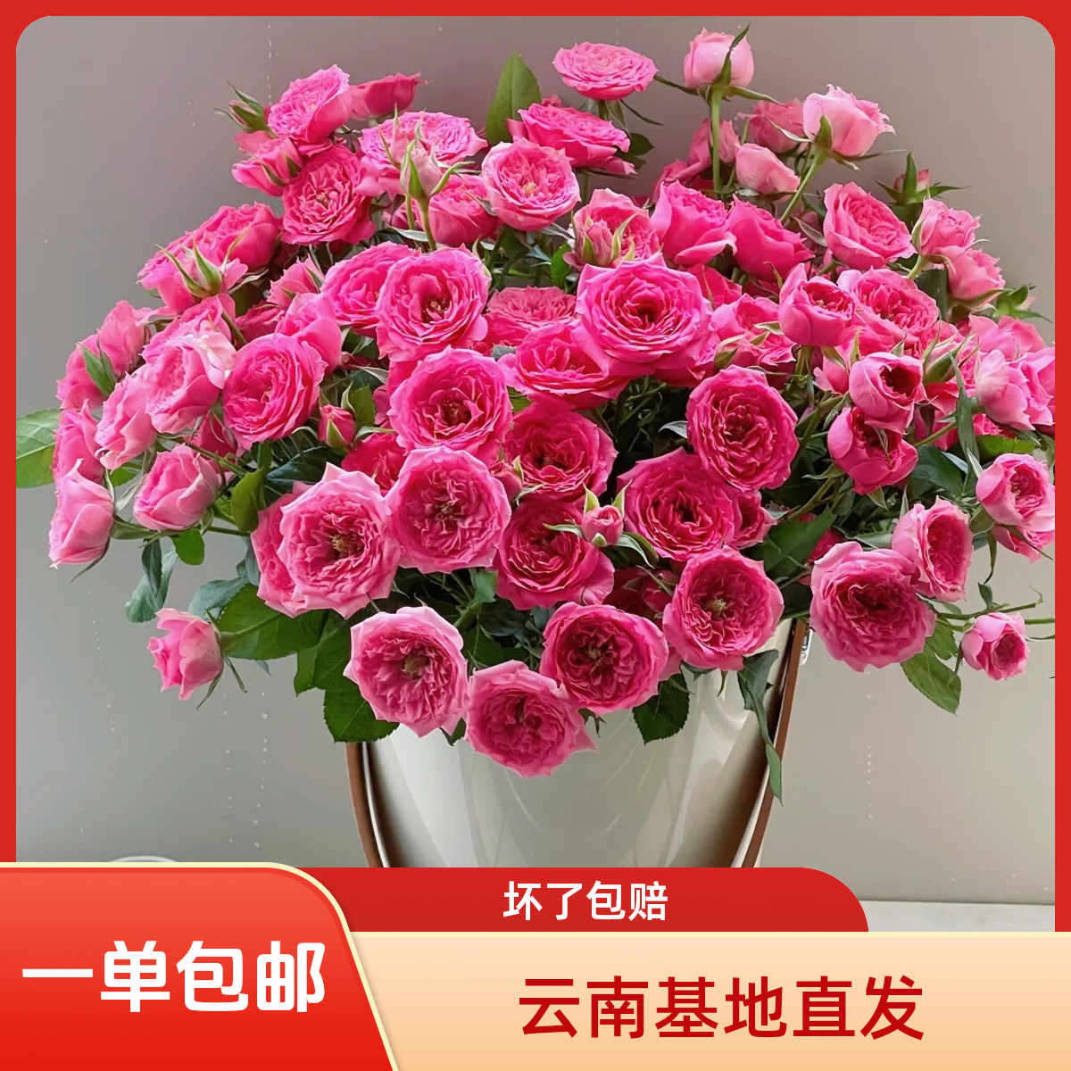 （苏菲宝贝 10支）多头玫瑰 水养鲜切花 云南基地直发包邮
