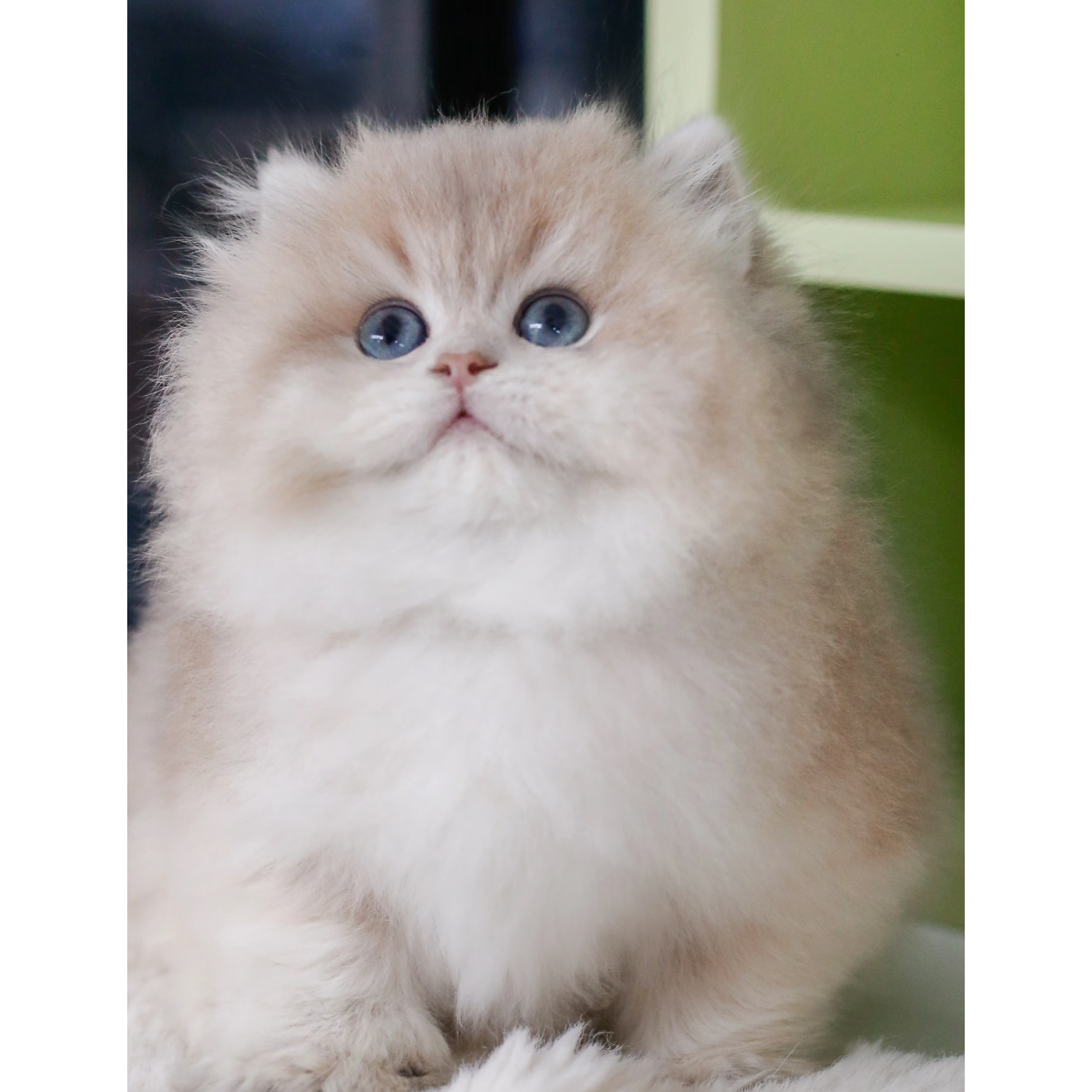 宠物猫活体猫 全款链接