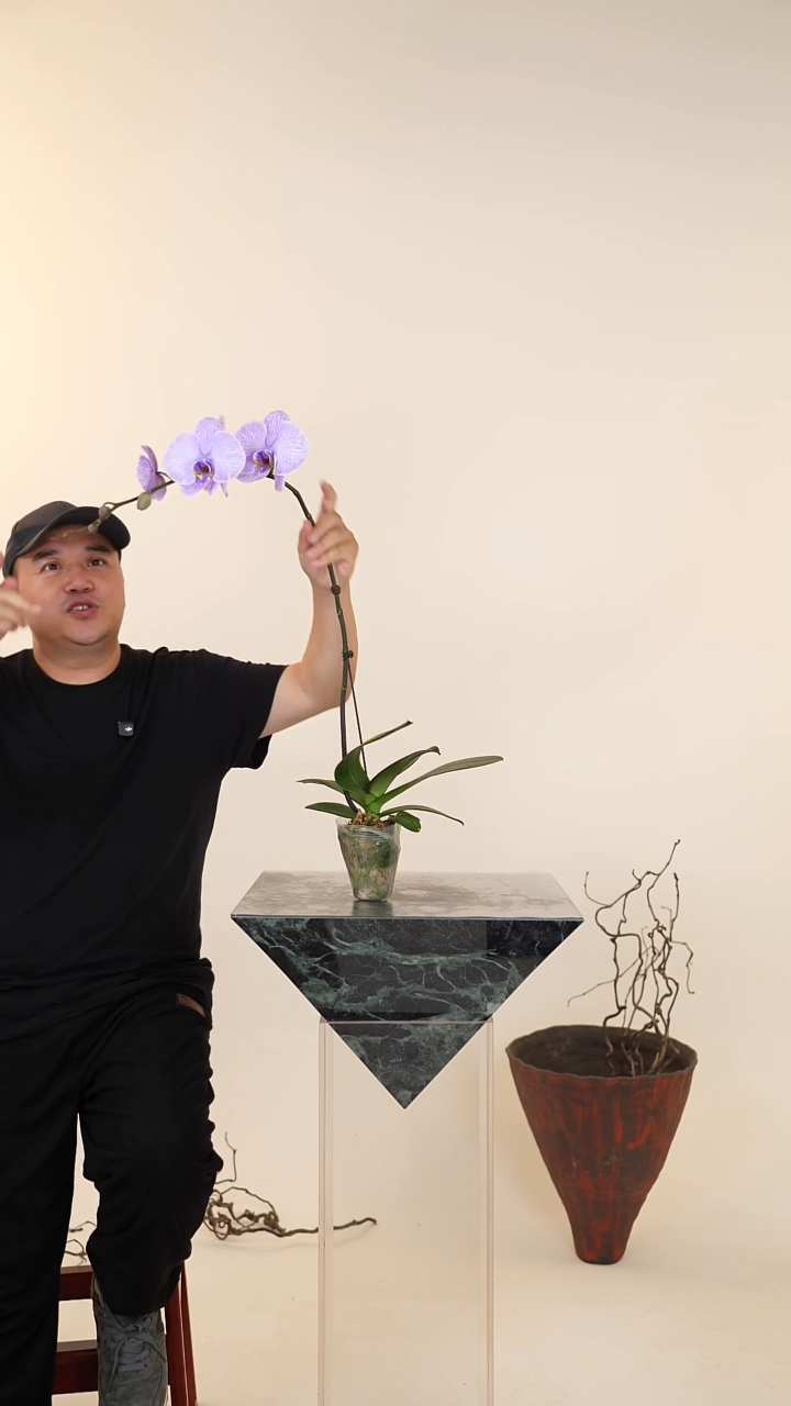 全部花朵Y****?【一物一拍】蝴蝶兰