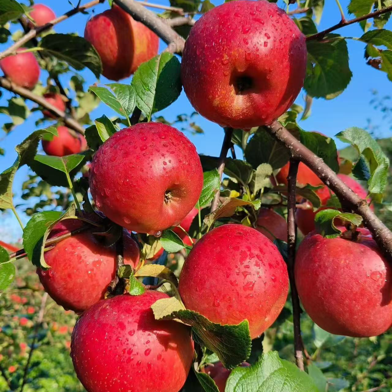 四川丑苹果新鲜脆甜冰糖心应季水果