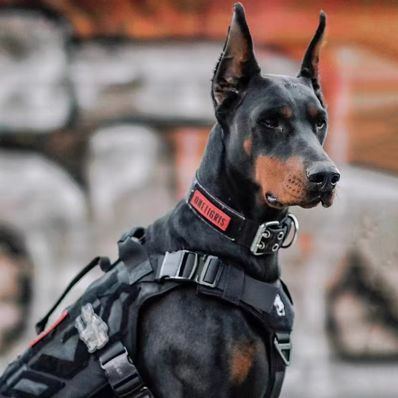 【山河杜宾】德系杜宾犬狗狗活体