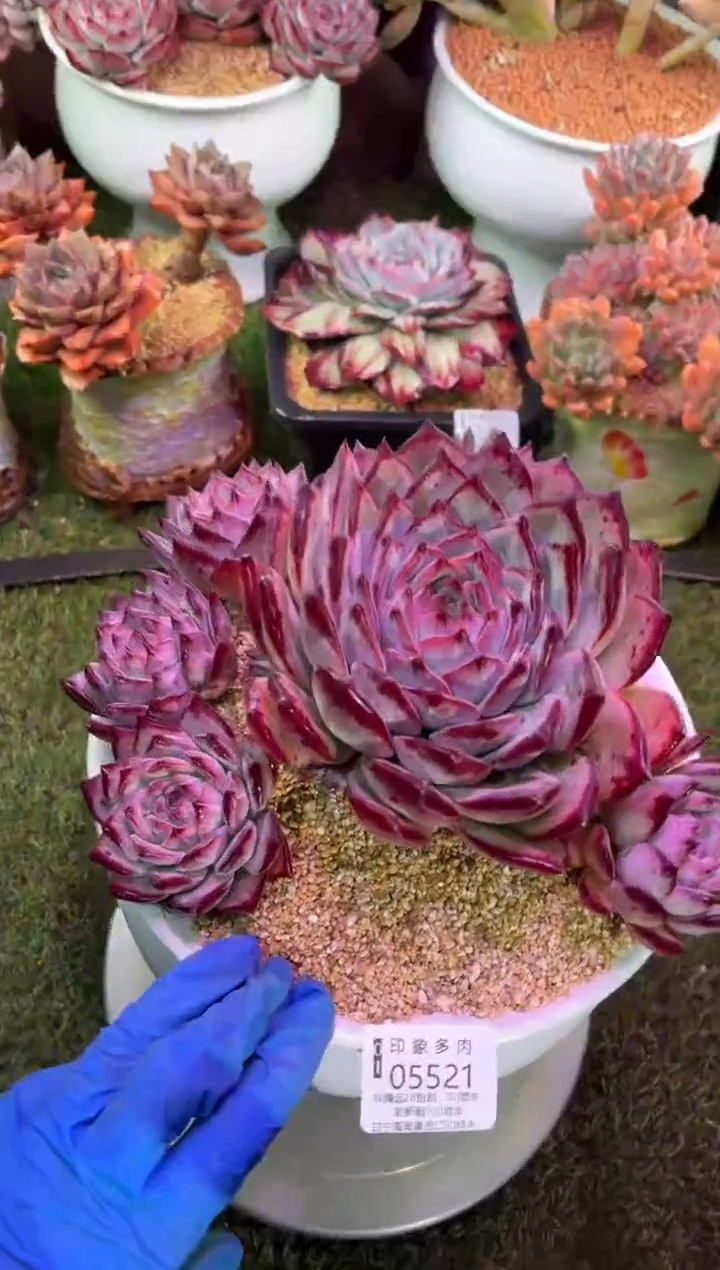 【闪购商品】05521