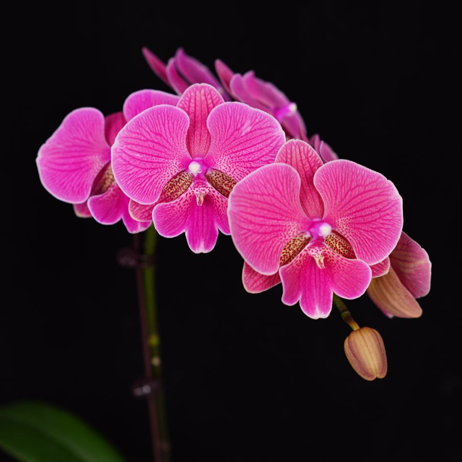 悠花里蝴蝶兰2.8寸A级【花木兰】带花带少量花苞开花株发货