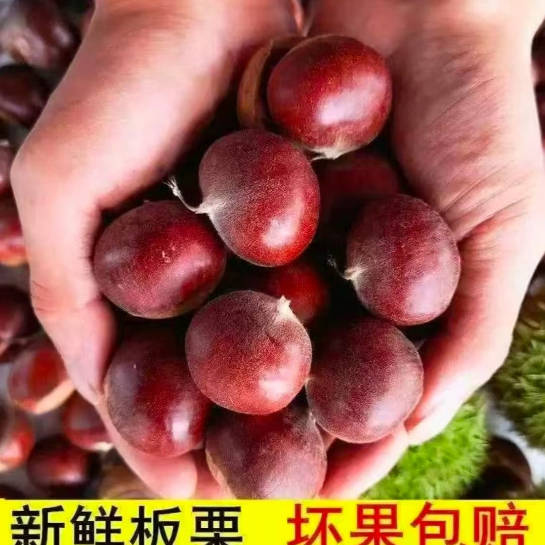 【买3斤送2斤】新鲜现摘高山板栗清脆甘甜鲜香生栗子送开口器  yy