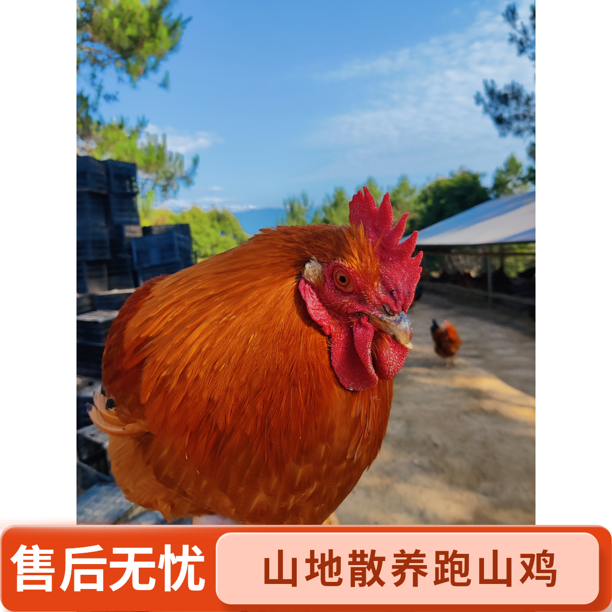 【1年以上广东信宜三黄鸡扇鸡】原始山林生态散养跑山阉鸡皮香肉滑