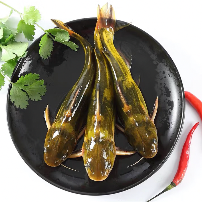 鲜活黄辣丁 约500g