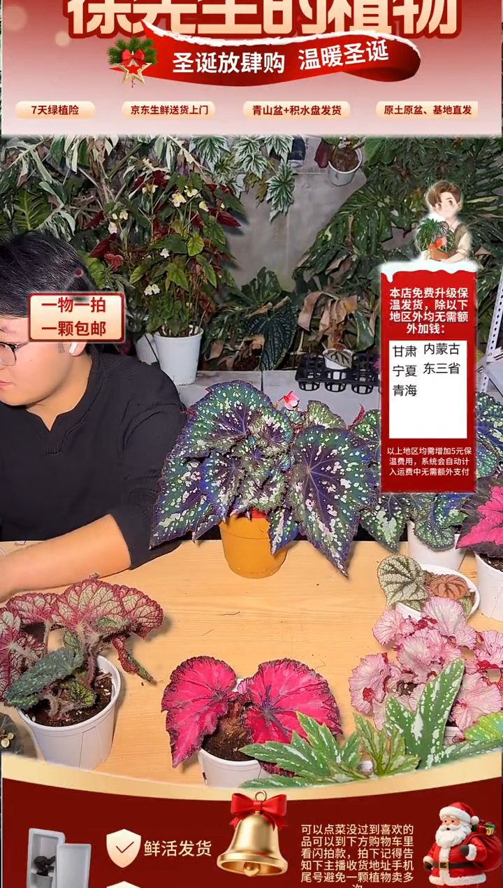 完全开放春芽秋海棠