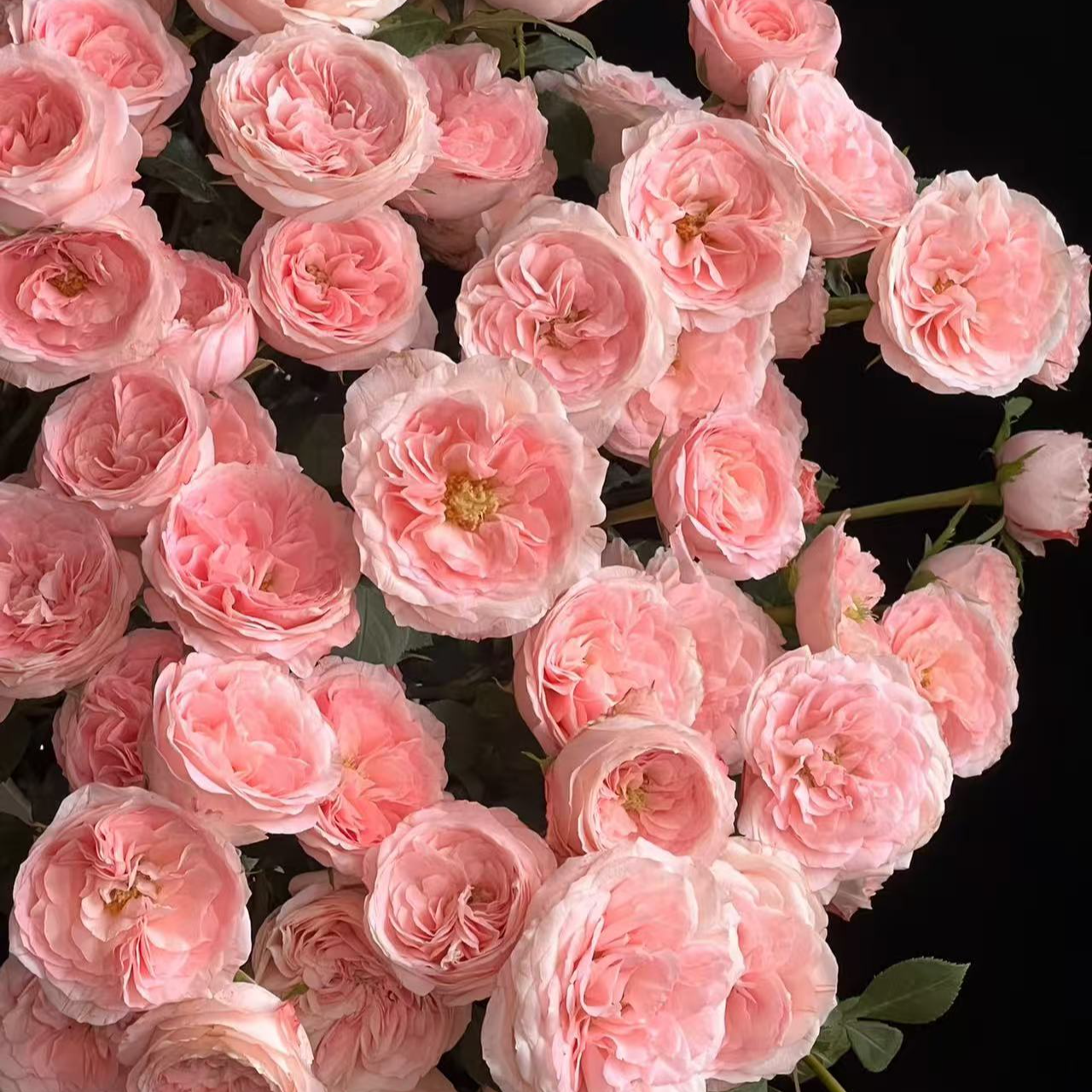 【大力甄选】AA级新娘梅拉多头玫瑰 云南基地现采现发 一单包邮