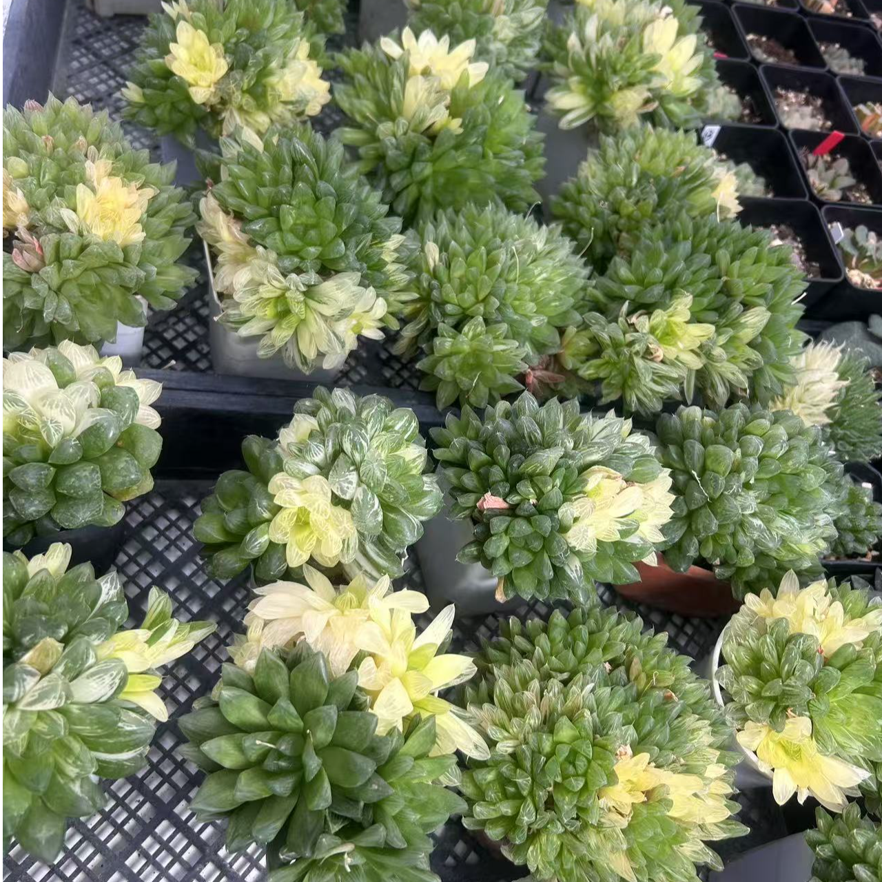 【粉丝福利款】花火玉露盆带土发货拍一发三