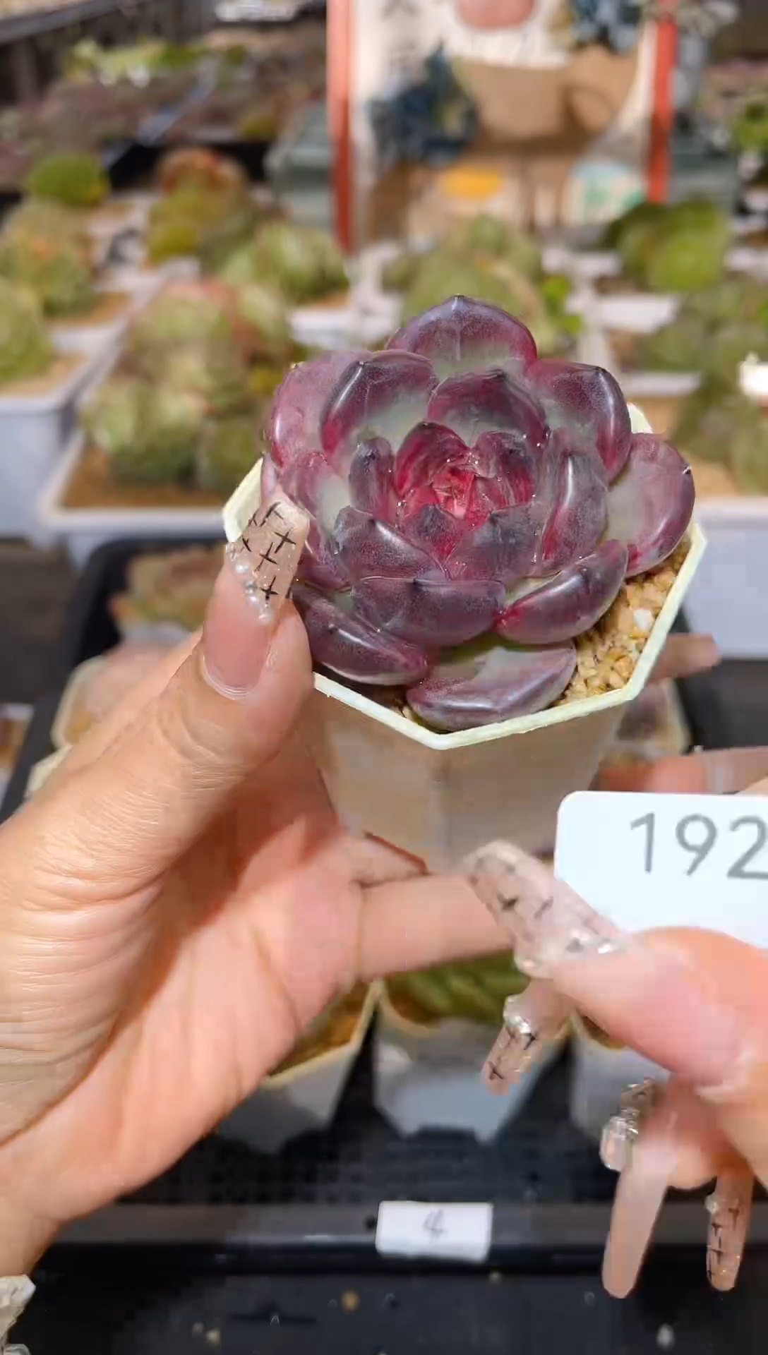 【闪购商品】192野格