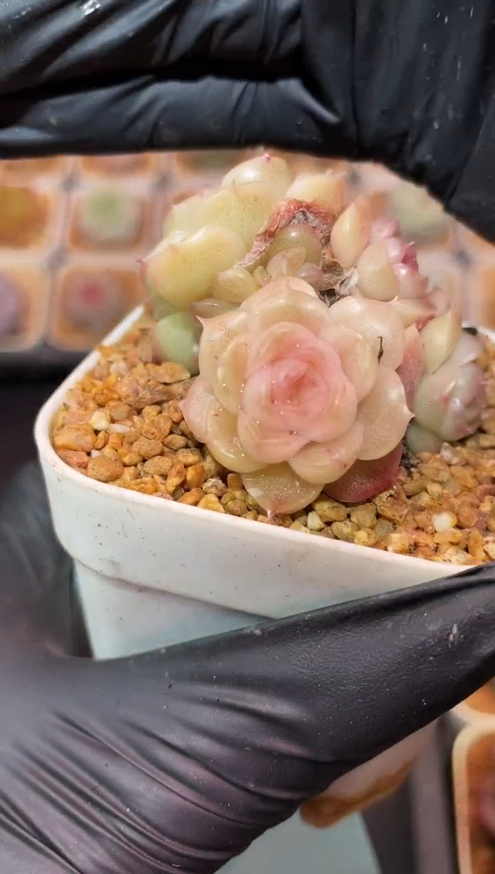 闪购303  粉麦优多肉一颗