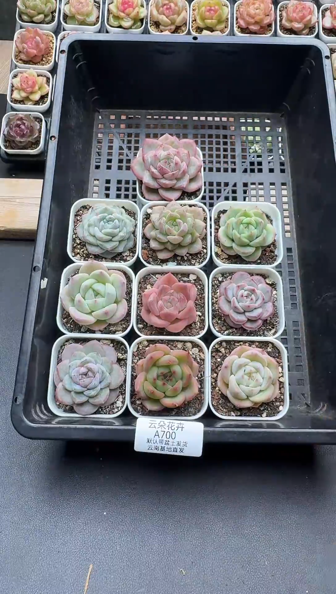 珍妮杂交多肉A700