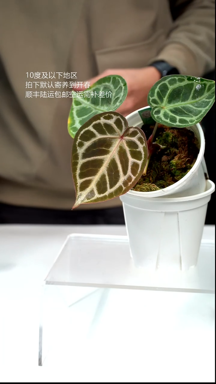完全开放027-HU红虎