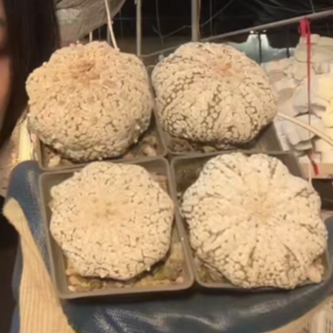 大乔园艺【 1颗  超兜杂    实生根 】带盆土随机发货