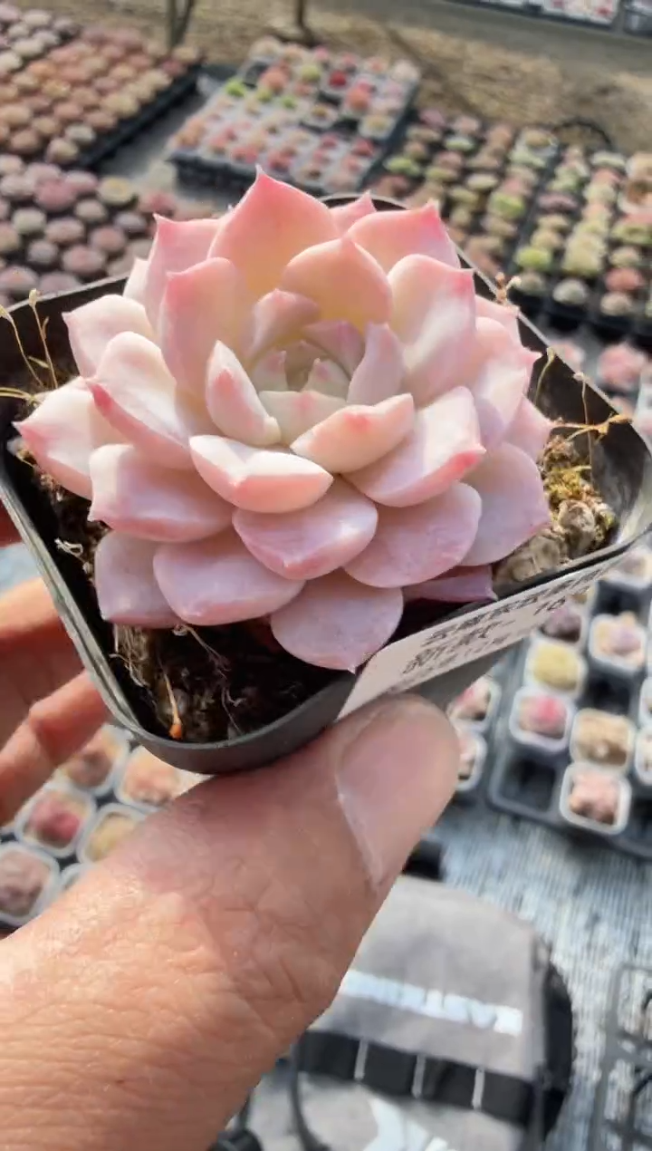 东云多肉园新款-169