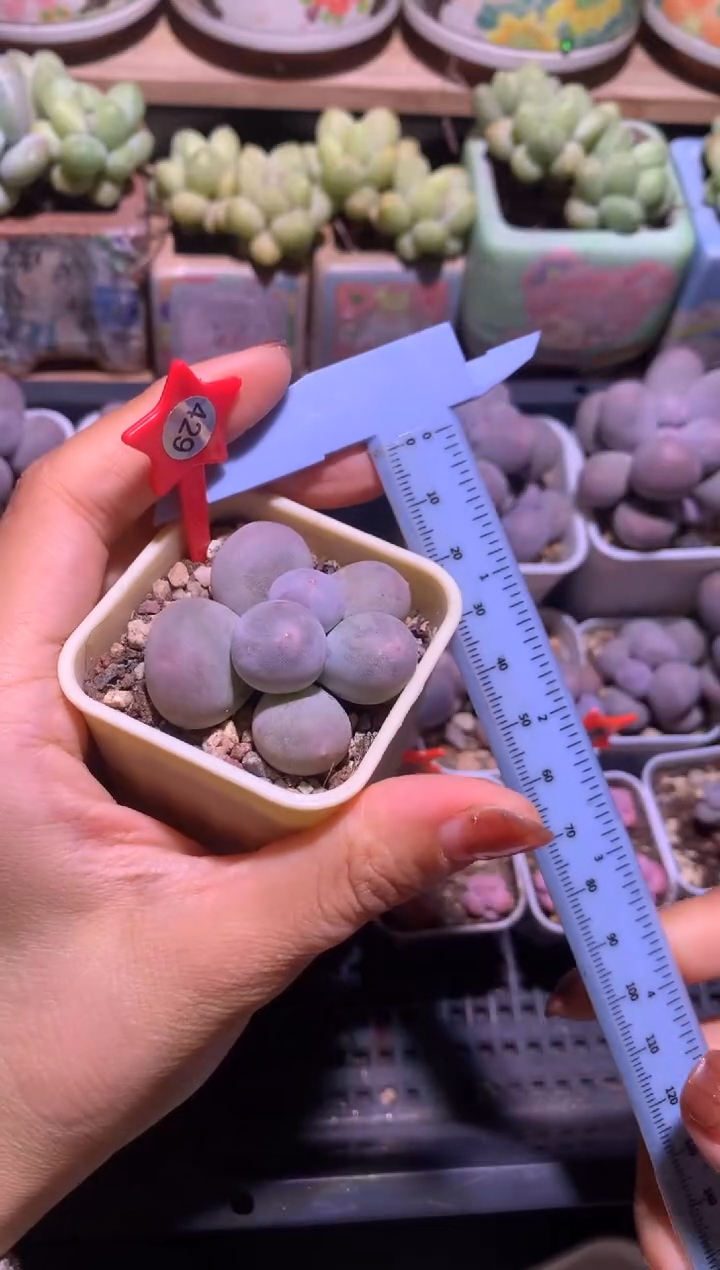 韩国米可奶酪砍头