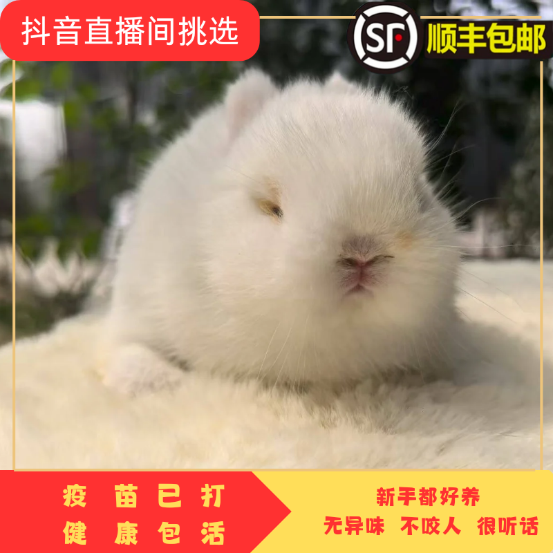 兔子宠物兔美系双血统侏儒兔迷你长不大不咬人小型