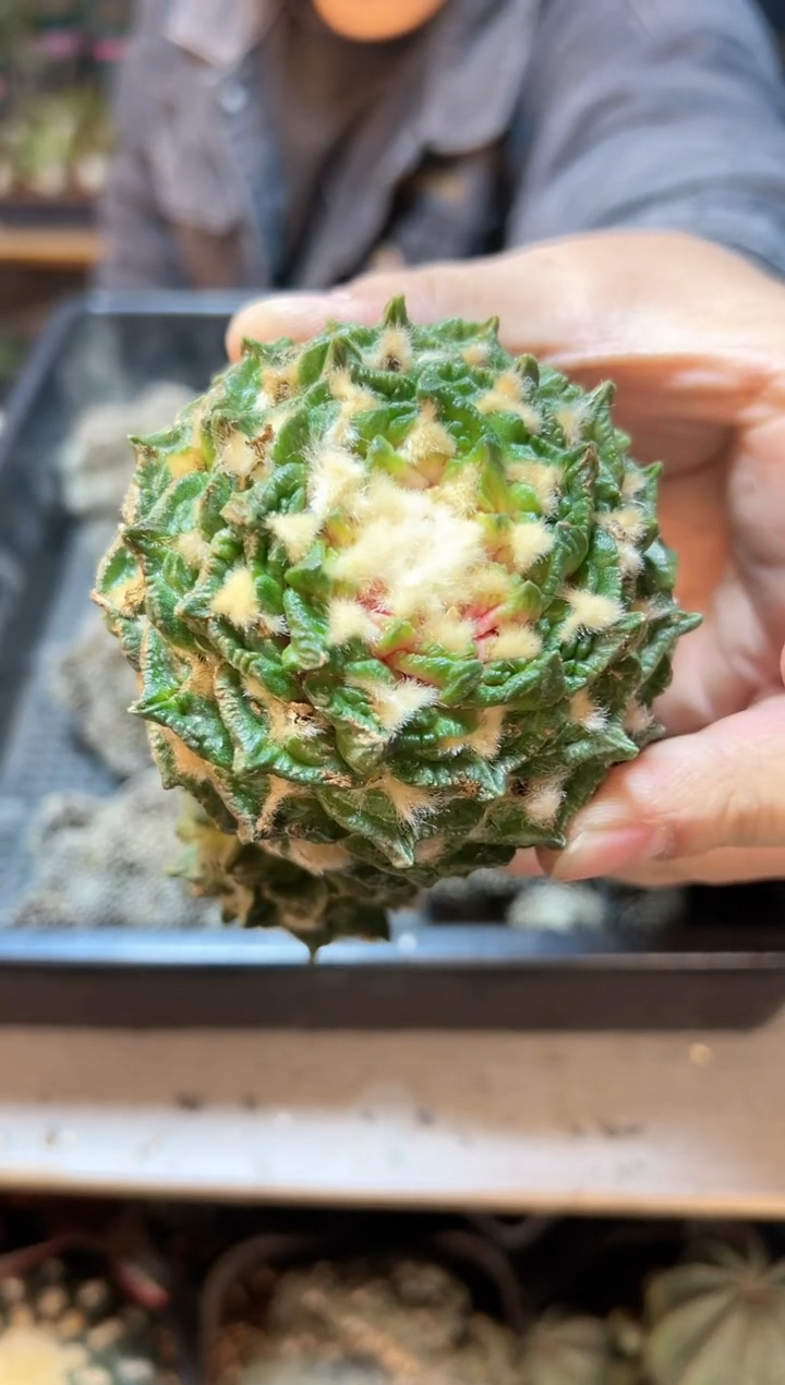 【闪购商品】18号苗接无根带钩牡丹7.6公分