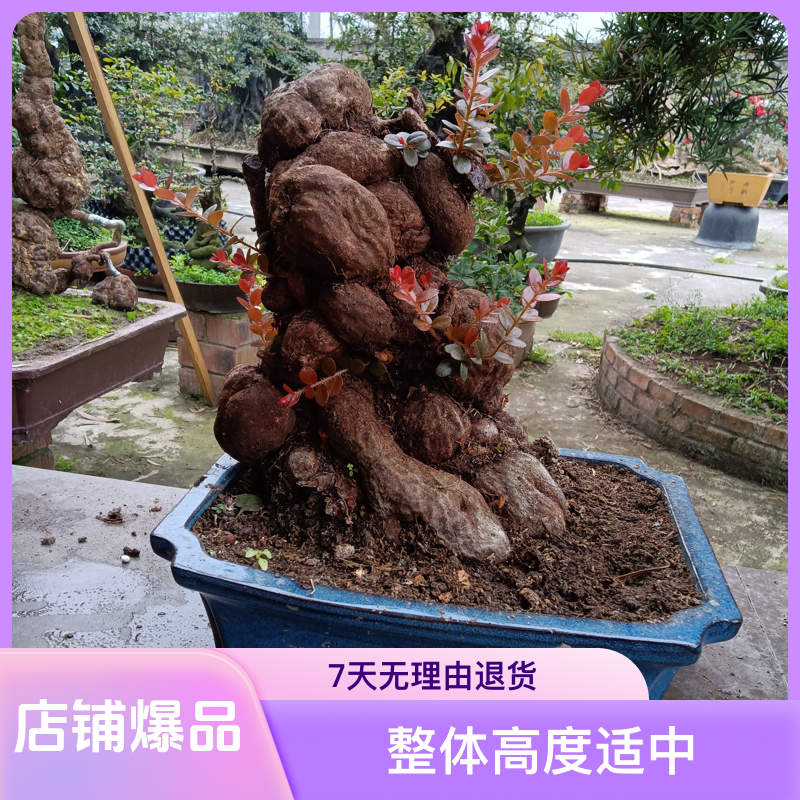 云南网红产品树萝卜