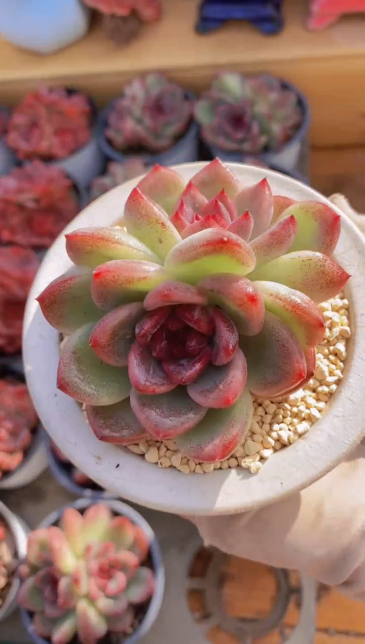 84- 重庆森林双头（量拍）