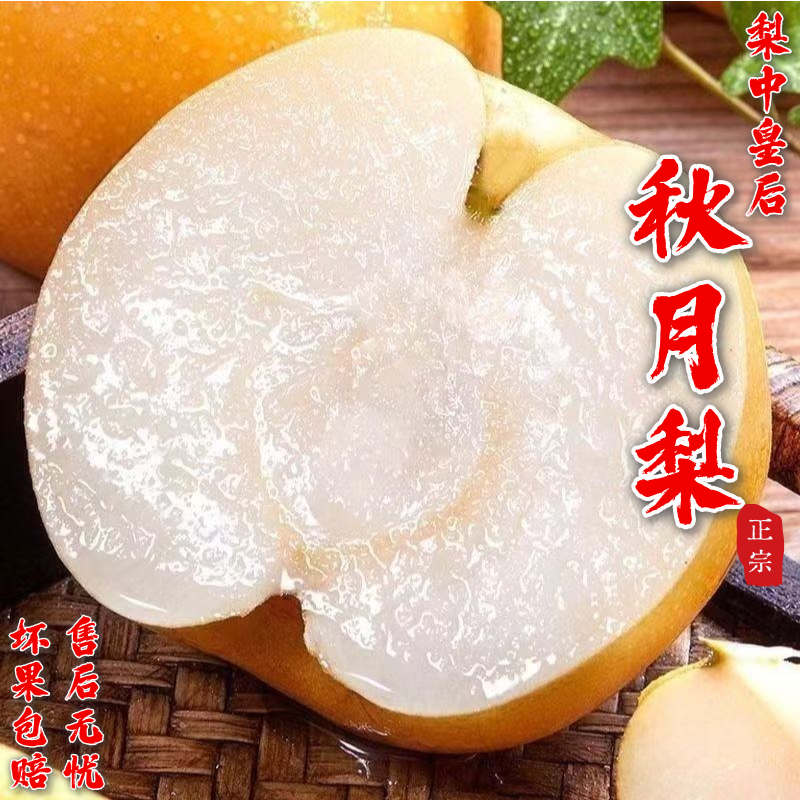 小耘乡正宗山东秋月梨当季水果汁水多爽口皮薄新鲜现摘现发蜜梨