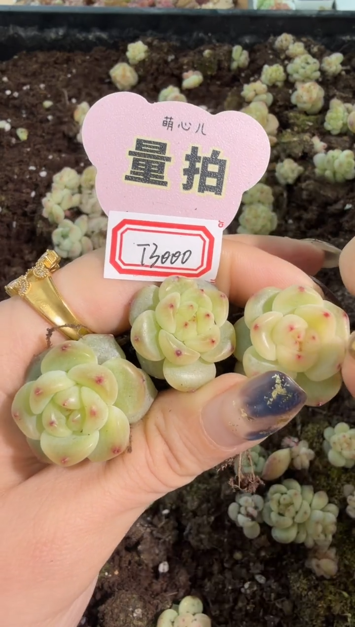 T3000单双混 黑框3颗量拍混发 满9.9包邮