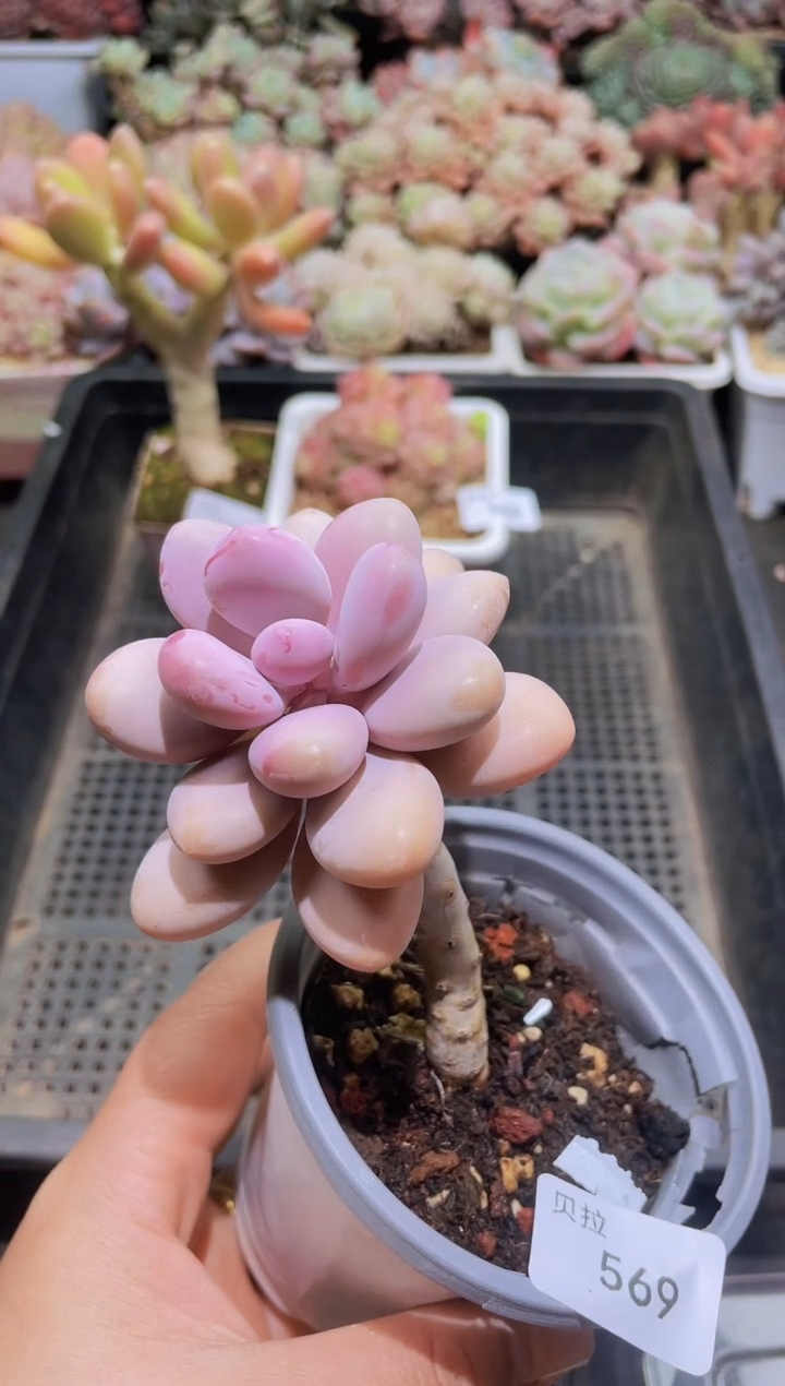 【闪购商品】569腰子桃蛋