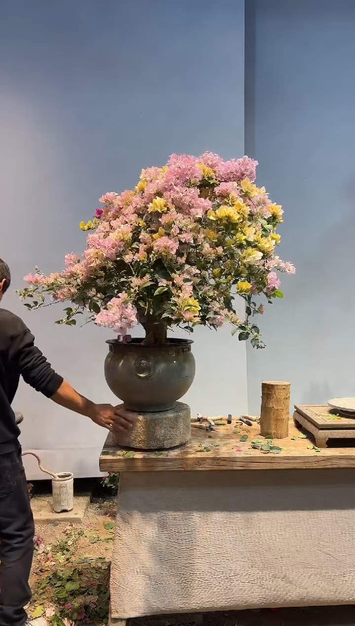 以实际为准一****～三角梅57