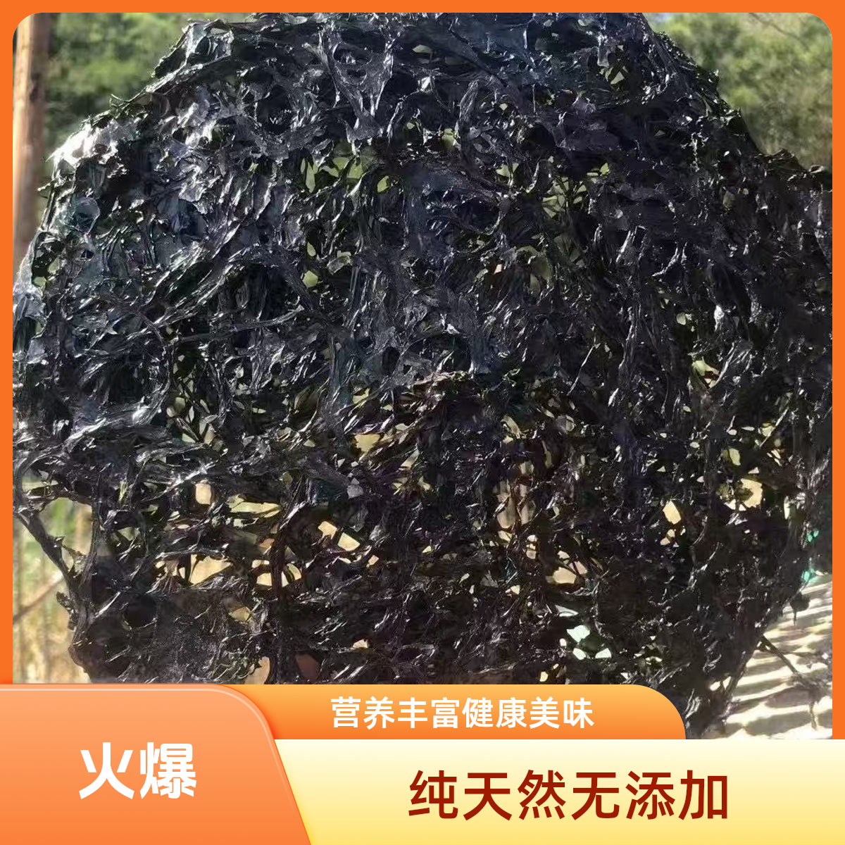 【小吖的店】头水紫菜新鲜免洗无砂可用于紫菜蛋花汤凉拌炒饭家用