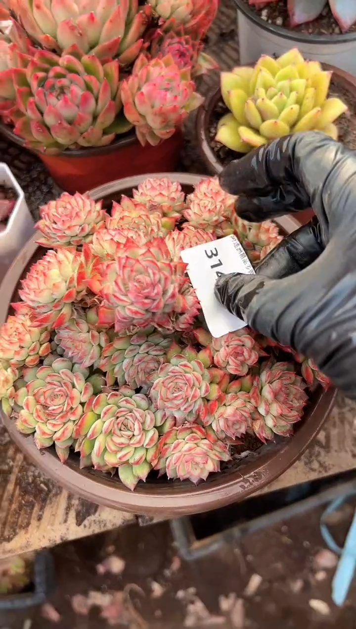 用****1多肉植物一物一拍31434