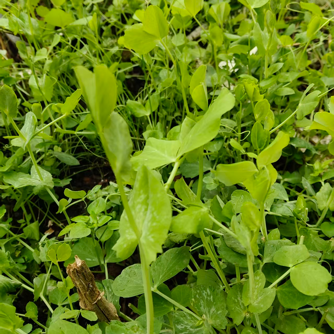 新鲜现摘农家自种豌豆苗蔬菜