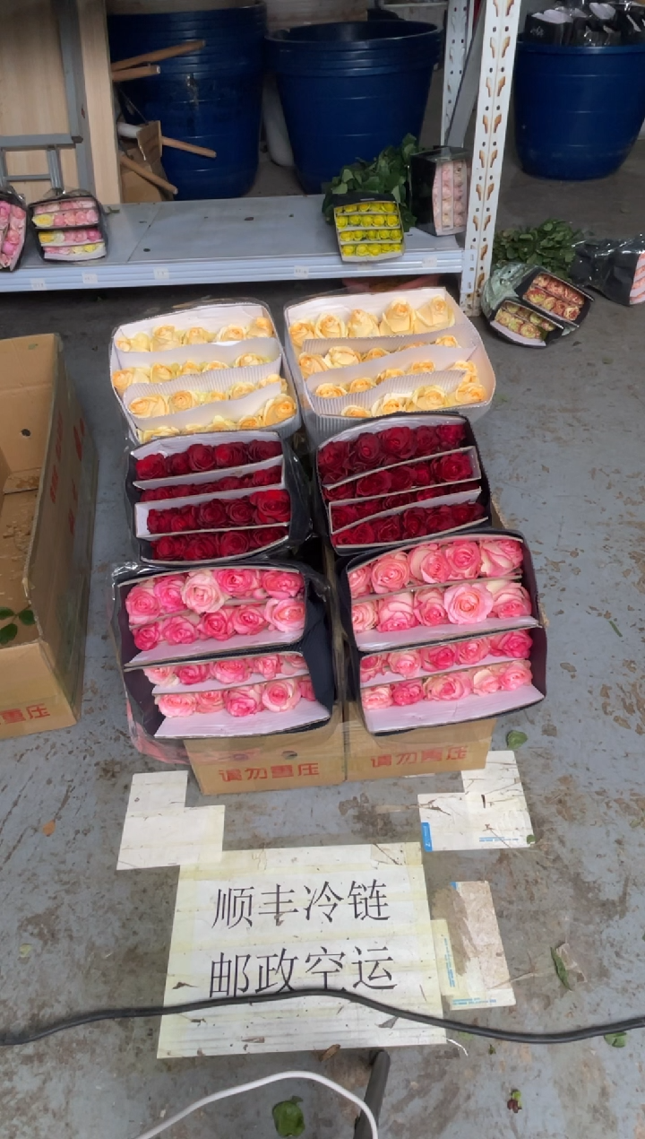 高原红20枝+艾沙20枝+香槟20枝