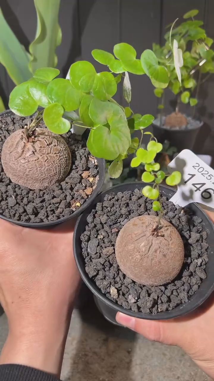 【闪购商品】南非龟甲龙2.7.146