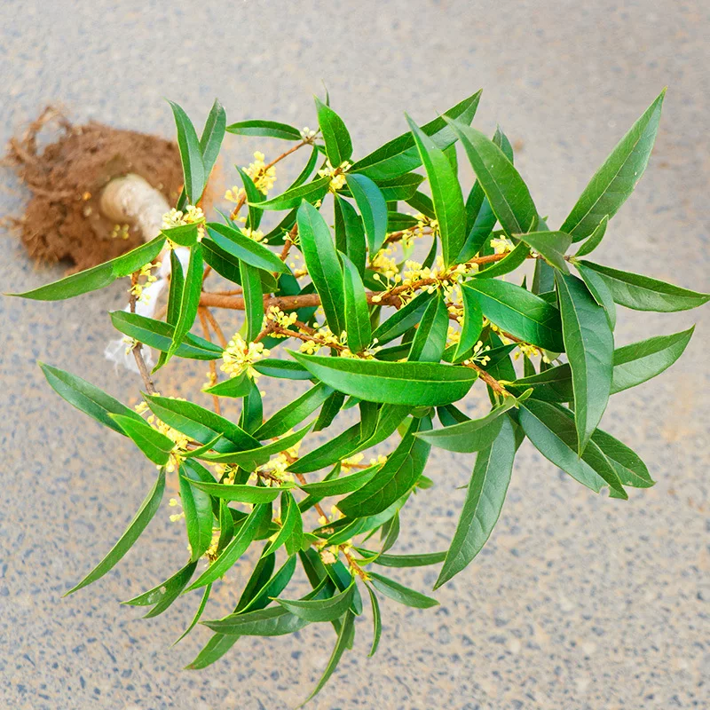 桂花树苗盆栽金桂浓香型花卉室内外庭院阳台