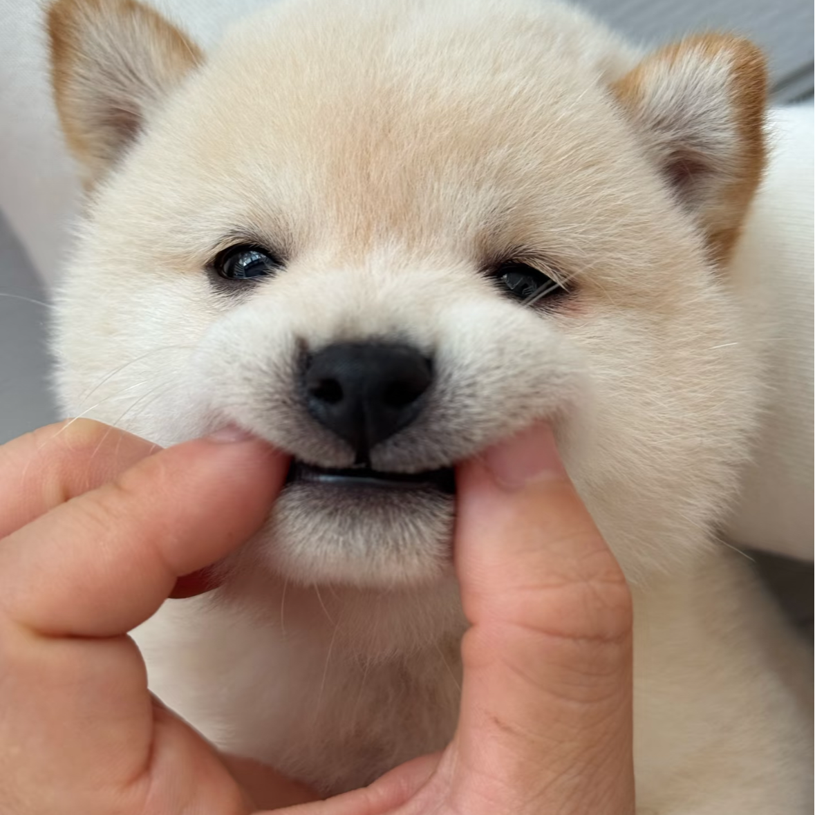 《金瑞精品柴犬》T宠物狗狗活体