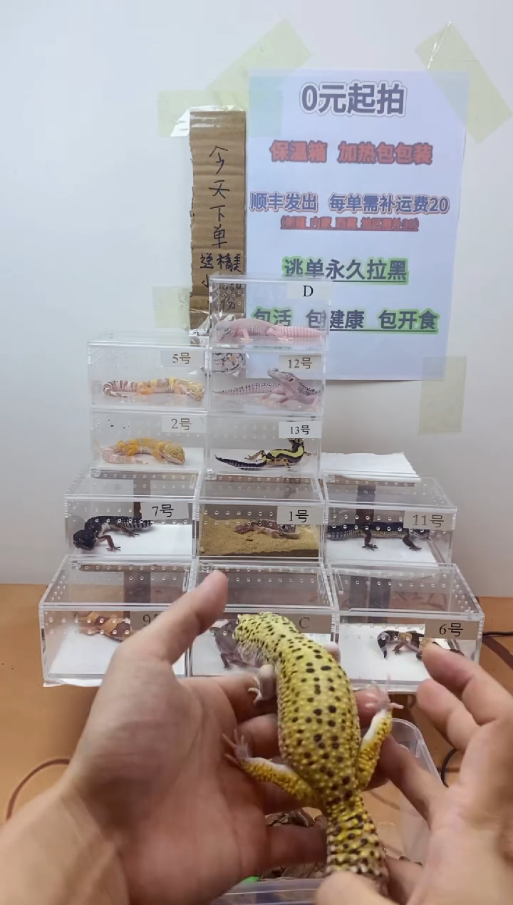 豹纹守宫豹纹守宫幼苗亚成体成体肥尾