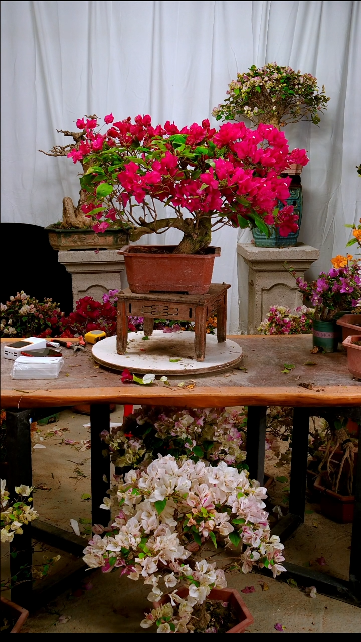 无花朵杨*三角梅