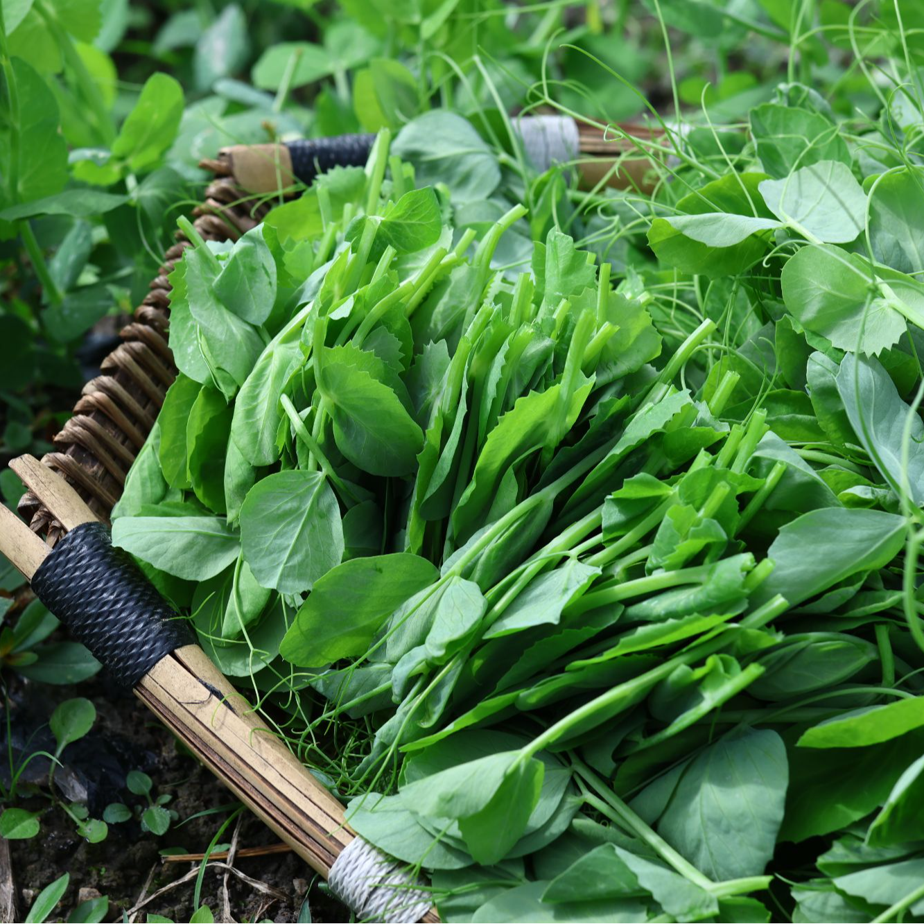 贵州新鲜豌豆尖现摘现发嫩尖嫩叶应季蔬菜1/5斤