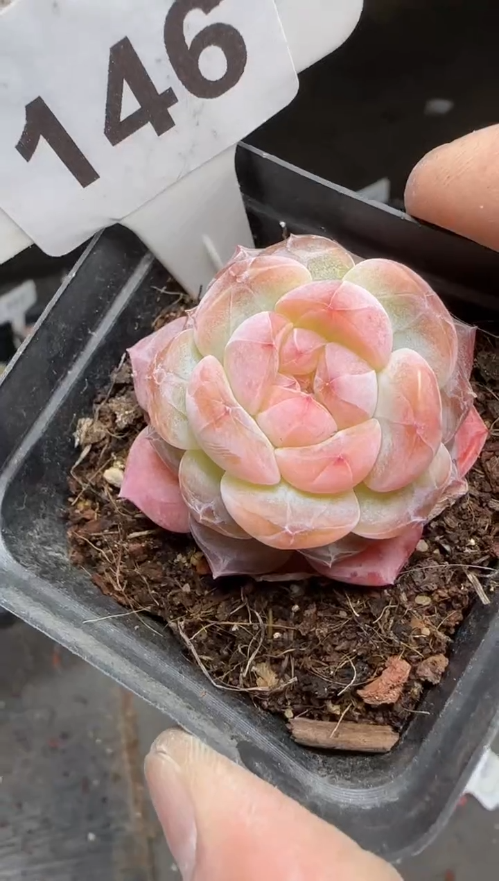 【闪购商品】一物一拍0213—146