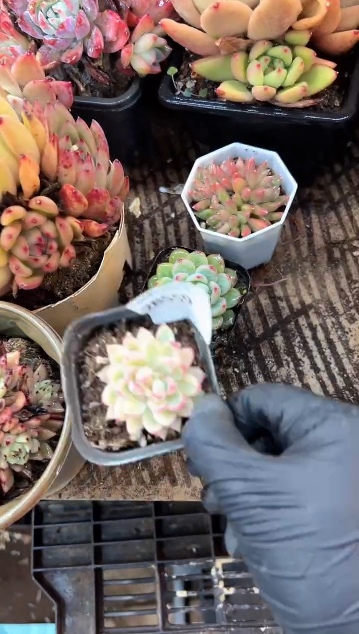 L*c多肉植物一物一拍28559