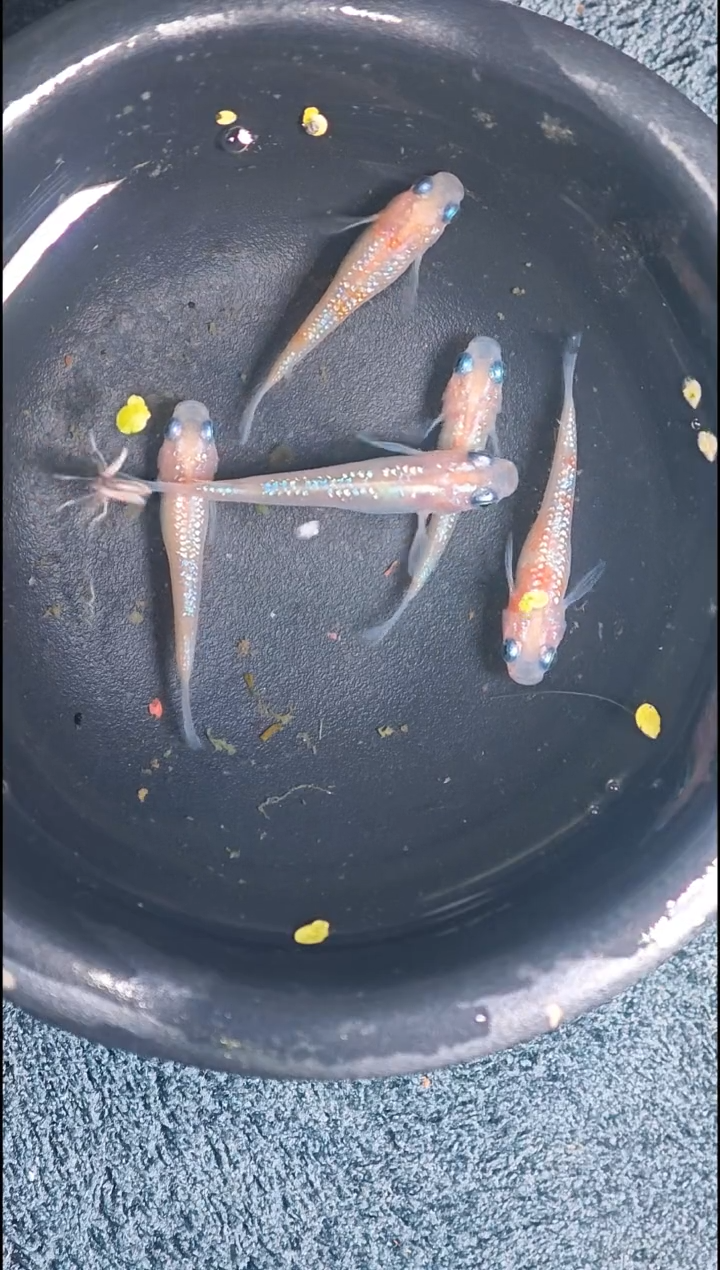 青鳉鱼观背青鳉23