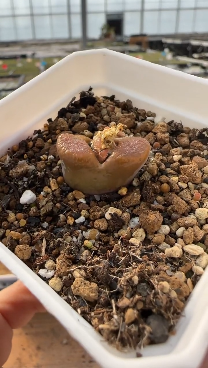 【闪购商品】20-275