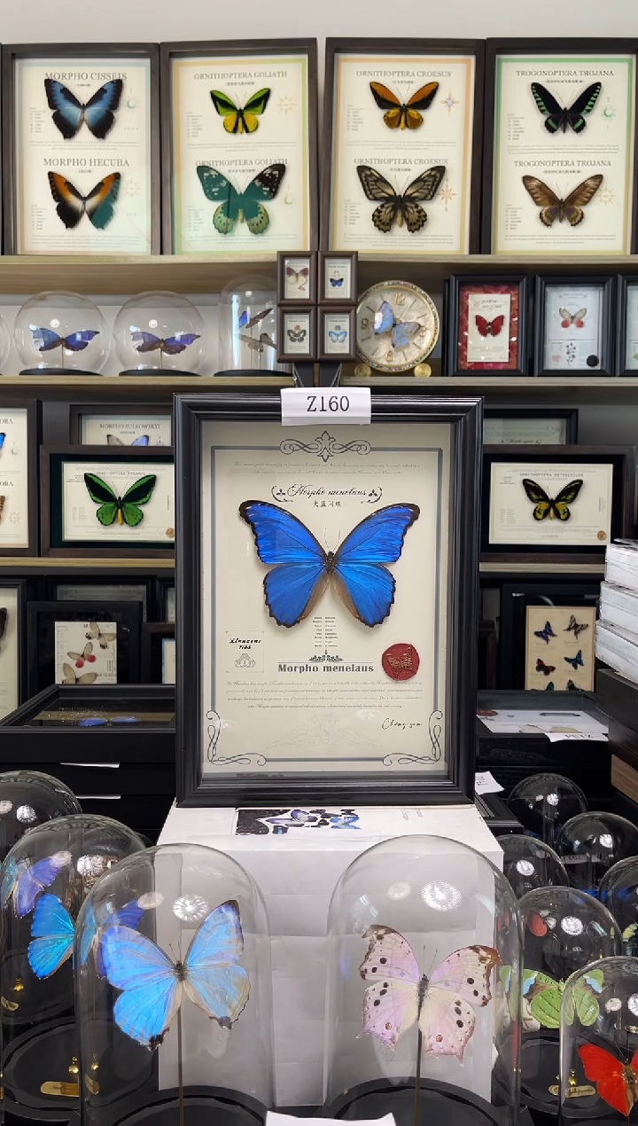 【福利】大蓝闪蝶-A4艺术款Z160