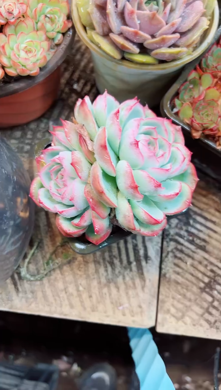 岁**?多肉植物一一物一拍15205