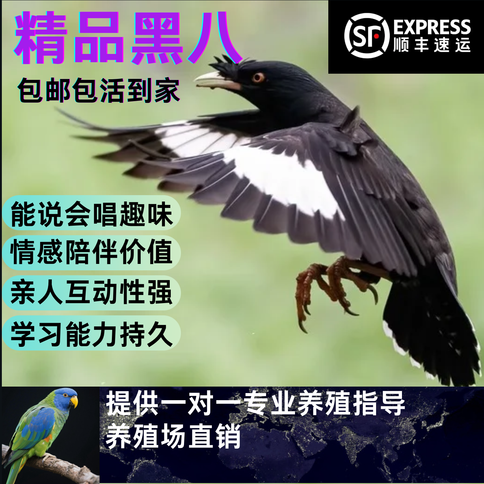 黑八宠物幼鸟鹦鹉宠物鸟