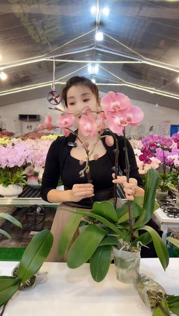 大部分开放少量花苞鲑鱼