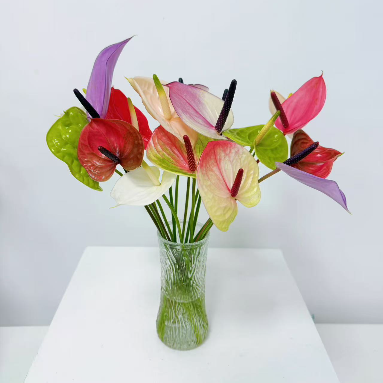 新格林迷你掌【混色S级】有瑕鲜切花基地直发高端耐放（花色随机）