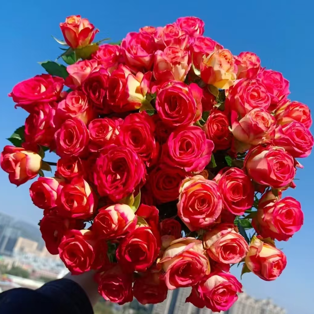 【云想】爱丽丝多头玫瑰