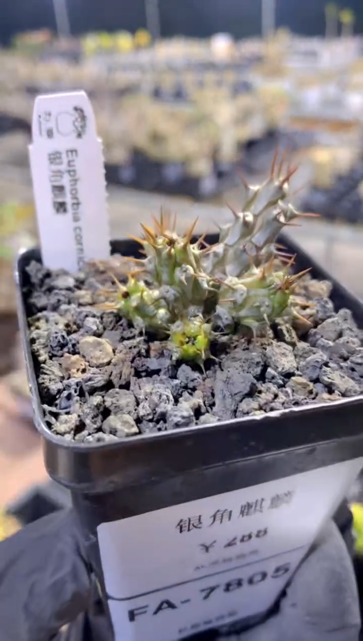 【闪购商品】银角麒麟FA-7805