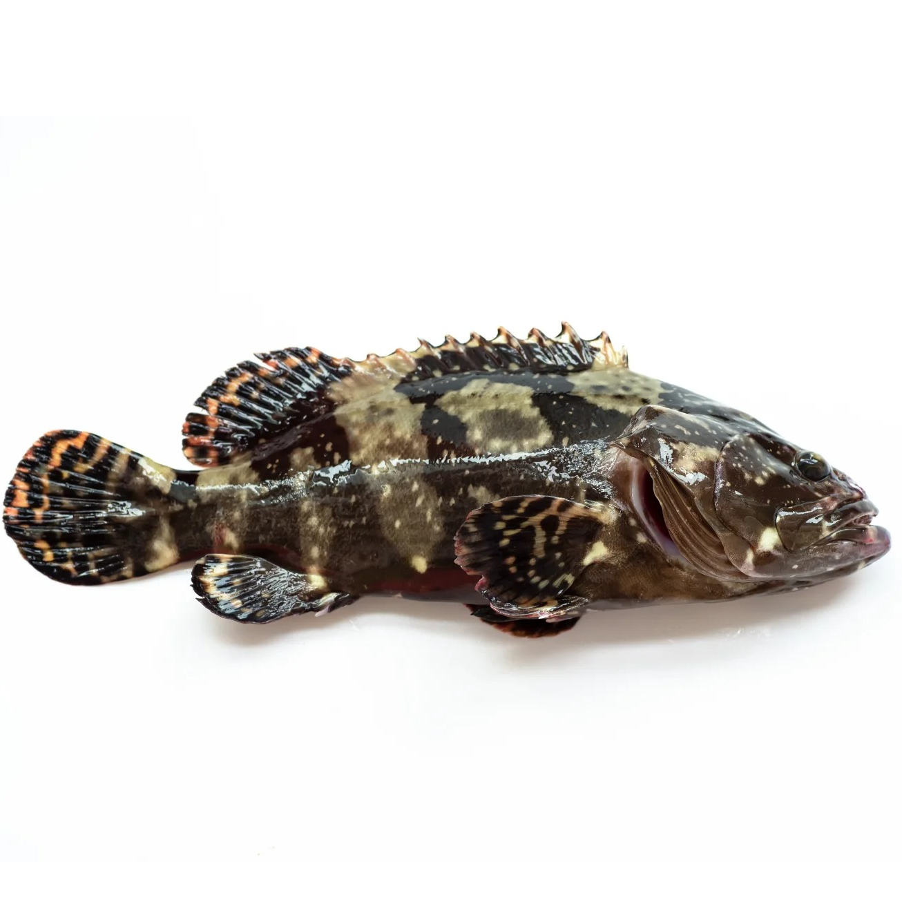 鲜活石斑鱼 龙胆鱼（规格可选）